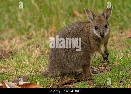 Young swamp wallaby, Wallabia bicolor, feeding in grassland. Stock Photo