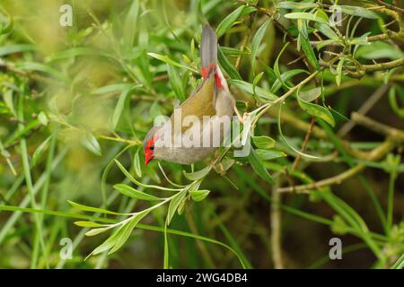 Red-browed finch, Neochmia temporalis, feeding on branch. Stock Photo