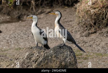 Little pied cormorants, Microcarbo melanoleucos, perched on riverside rocks, between fishing trips. Victoria, Australia. Stock Photo