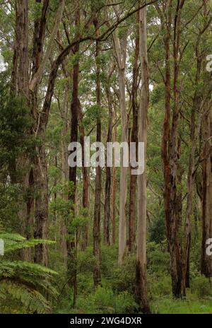 Mixed Eucalyptus forest in in Port Campbell National Park, Great Ocean Road, Victoria, Australia.  Good Koala feeding area. Stock Photo