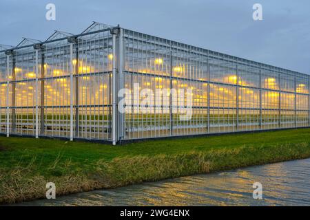 Illuminated industrial greenhouse with yellow lights growing tomato plants under a cloudy sky in winter. Concept of industrial food production Stock Photo
