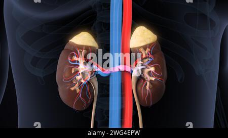 Female Endocrine System with kidney receptor Stock Photo