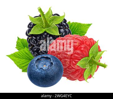 An illustration of a blackberry, raspberry and a blueberry on a white backdrop Stock Photo