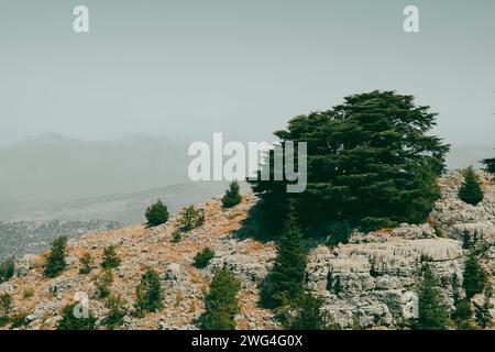 Cedars of Jaj Keserwan district Lebanon Middle East Stock Photo