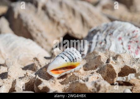 Shell of a cone snell washed ashore on a beach. Stock Photo