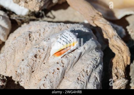 Beautiful shell of a cone snail. Stock Photo