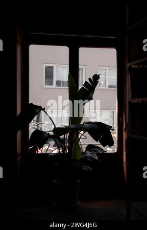 potted tree in front of the window, dimly dark inside, bright outside, an abstract interior Stock Photo