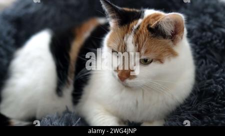 A cat is laying on a fluffy rug, close up. Stock Photo
