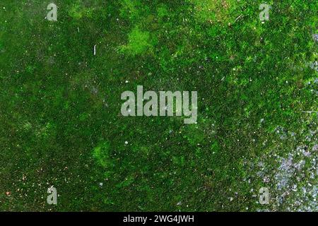 Green moss grows on a concrete road. Natural background of green moss. Stock Photo