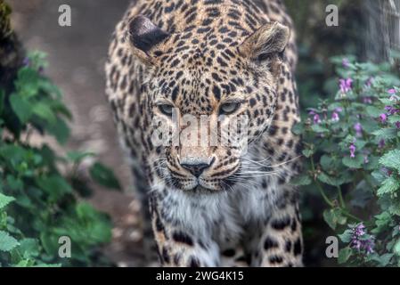 Persian leopard (Panthera pardus saxicolor), known as the Caucasian leopard Stock Photo