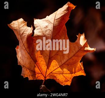 Dead leaves of Acer pseudoplatanus on the tree in Sotuelamos, Albacete. Stock Photo