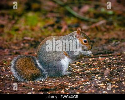 A cute Grey Squirrel, (Sciurus carolinensis), sitting on it's haunches and eating Stock Photo