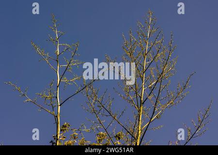 Blooming masts of two agave plants against the clear sky in a garden near the colonial town of Villa de Leyva, in central Colombia in the morning. Stock Photo