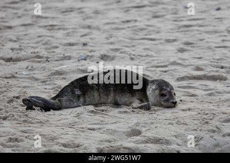 Common Seal Baby Stock Photo