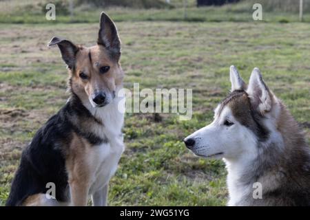 Two Dogs Stock Photo