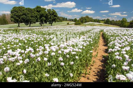 Flowering opium poppy field with pathway, in Latin papaver somniferum, white colored poppy is grown in Czech Republic for food industry Stock Photo