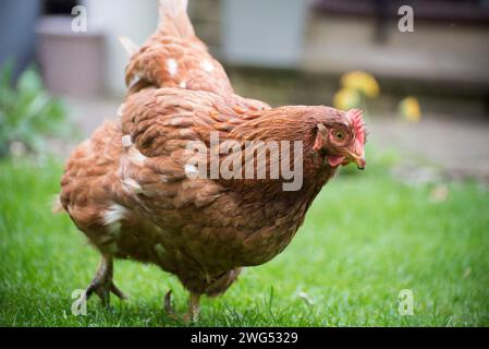 A pet chicken starting to run in a garden Stock Photo