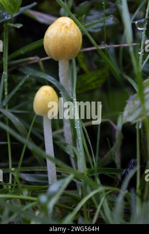 Little Mushrooms Stock Photo