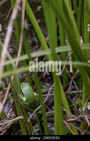A tiny green tree frog rests in a spade of grass over the water of a pond, in a farm near the colonial town of Villa de Leyva in central Colombia. Stock Photo