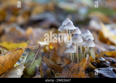 Little Mushrooms Stock Photo