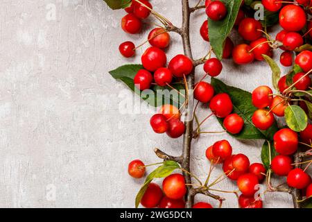 Paradise apples (Malus pumila Mill), copy space Stock Photo