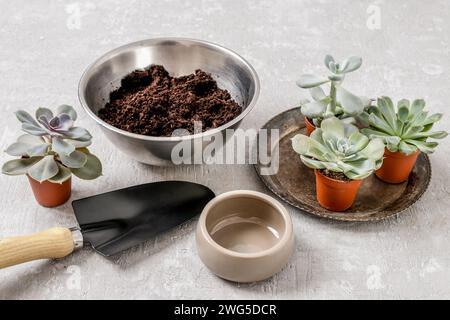 Planting succulents plants, garden hobby Stock Photo