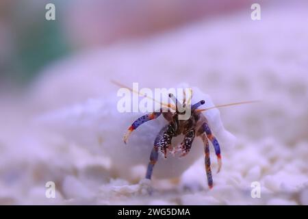 Orange and blue legged hermit crab on white reef underwater photo Stock Photo