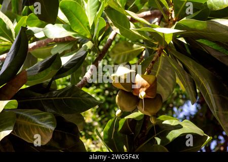 Keben, Barringtonia asiatica fruits known as fish poison tree sea poison tree mangrove tree. Stock Photo