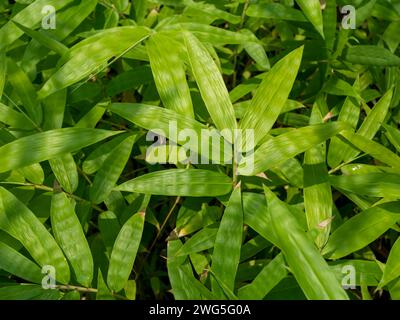 Young bamboo plant, Bambusa sp., in the nursery for natural background. Shallow focus. Stock Photo