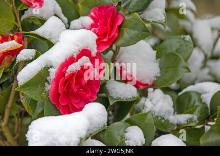 red blossoms covered with snow Stock Photo