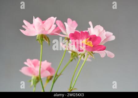 bunch of roses, timeless symbol of love and affection, pink and red color beautiful blooming blossom, taken in soft focus and isolated on neutral gray Stock Photo