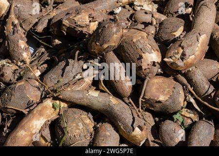 Top view of a heap of freshly harvested yuca, in the traditional marketplace of the colonial town of Villa de Leyva in central Colombia. Stock Photo