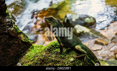 Color green chameleon animal wide life on big tree in nature with green forest background. Head of Thai green chameleon lizard blur on background. Cha Stock Photo