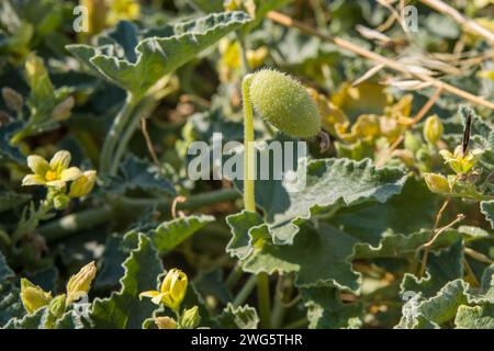a squirting cucumber with flowers and leaves Stock Photo