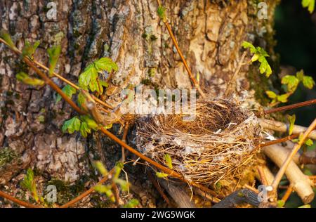 top view of an empty bird nest well camouflaged in a tree Stock Photo