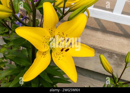 Vibrant yellow lily - speckled with tiny brown spots - blooms amidst green foliage - concrete steps and white railing background. Taken in Toronto, Ca Stock Photo