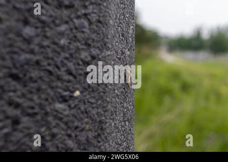 A small brown insect - perched on a textured grey surface - vibrant greenery in the background. Taken in Toronto, Canada. Stock Photo