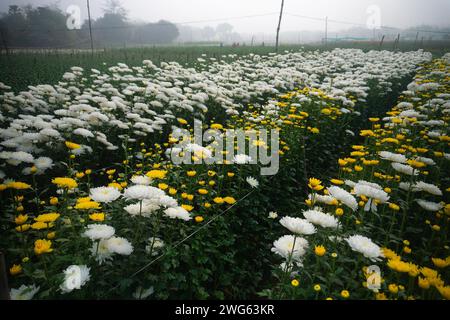 Vast field of budding Chrysanthemums, Chandramalika, Chandramallika, mums , chrysanths, genus Chrysanthemum, family Asteraceae. Winter morning at Vall Stock Photo