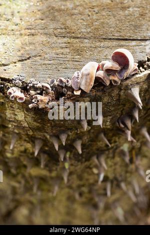 Fungus growing on the stump of a silk floss tree. Stock Photo