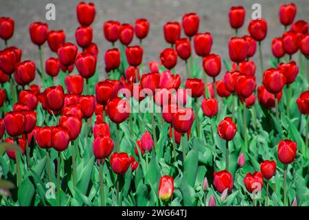 Field of red tulips in the Keukenhof park in Netherlands Stock Photo