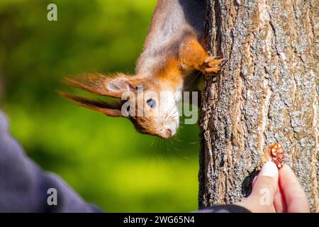 Red Squirrel on a tree peeks and eats nuts from a woman's hand, natural blurry green background, daylight, close animal portrait Stock Photo