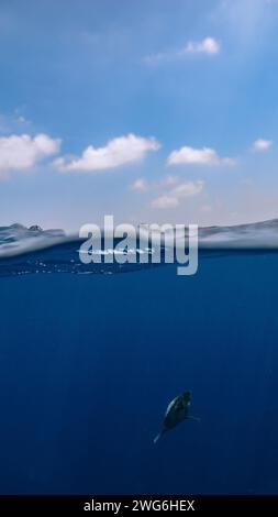 Split shot of a Hawksbill turtle (Eretmochelys imbricata) diving below the surface of the Indian Ocean Stock Photo