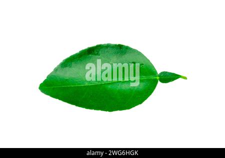 Top view of green lemon leaf is isolated on white background with clipping path. Stock Photo