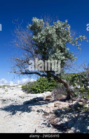 The view of half dry tree on Little Stirrup Cay uninhabited island (Bahamas). Stock Photo