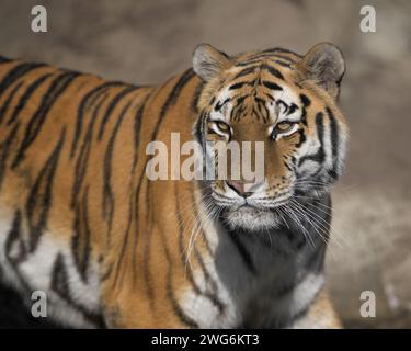 Amur tiger (Panthera tigris altaica) closeup portrait Stock Photo