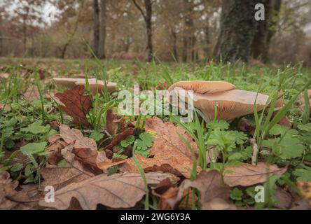 Close up of wild mushrooms next to each other in the autumn grass of the forest Stock Photo