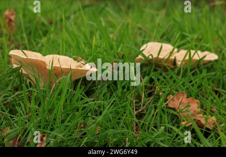 Large fungi growingin a field in the fresh grass Stock Photo