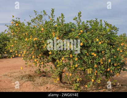 Lemons growing on a tree in the winter sunshine of southern spain against a blue sky Stock Photo