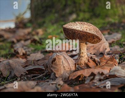Leucopholiota decorosa  close up in the forest also known as Decorated Pholiota Stock Photo
