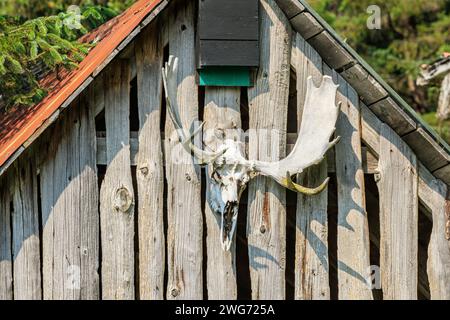 Moose rack on an old building near Girdwood, AK Stock Photo